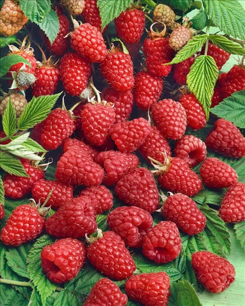 Rubus idaeus Malling Promise