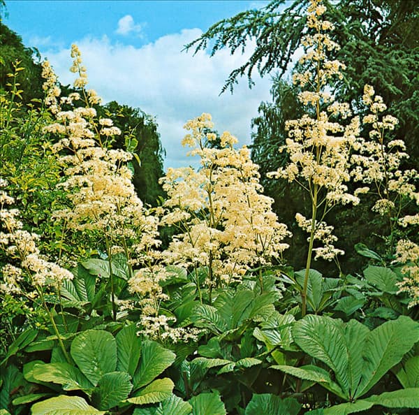 Rodgersia aesculifolia