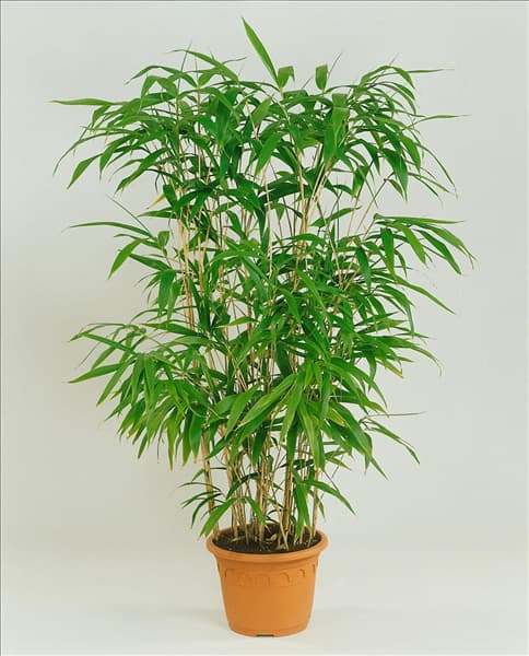 Pseudosasa japonica
