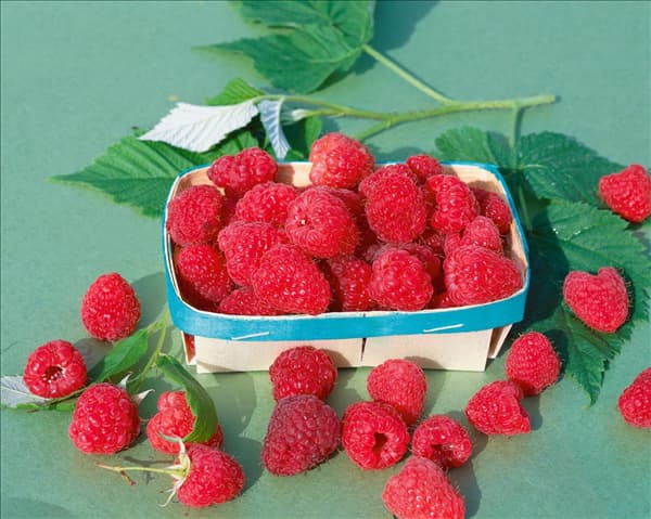 Rubus idaeus Malling Promise