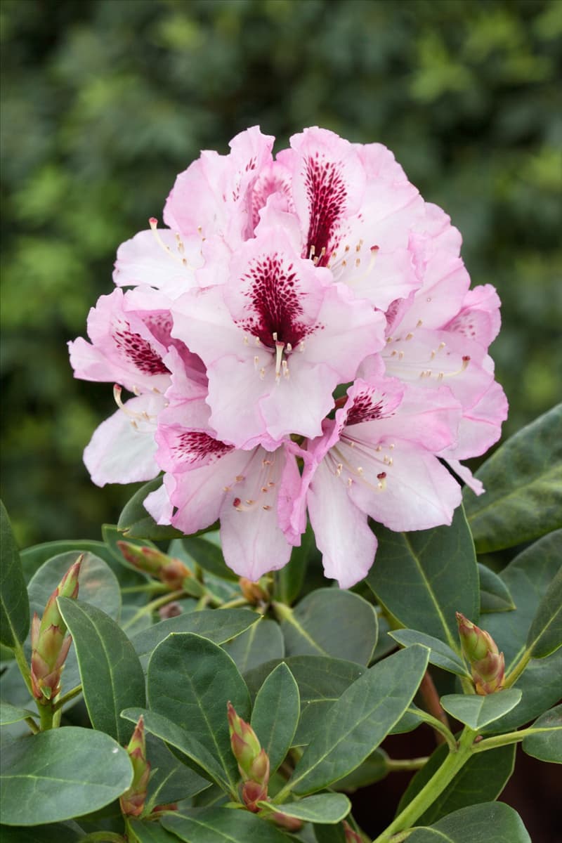Rhododendron Herbstfreude
