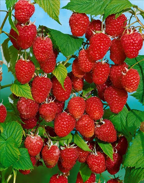 Rubus idaeus Malling Promise
