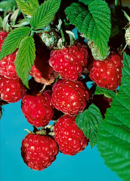 Rubus idaeus Malling Promise
