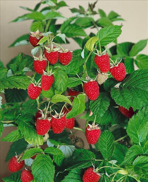 Rubus idaeus Type Malling Promise