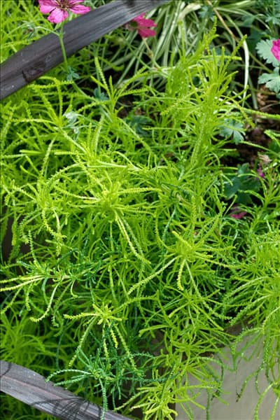 Santolina rosmarinifolia subsp. rosmarinifolia Lemon Fizz