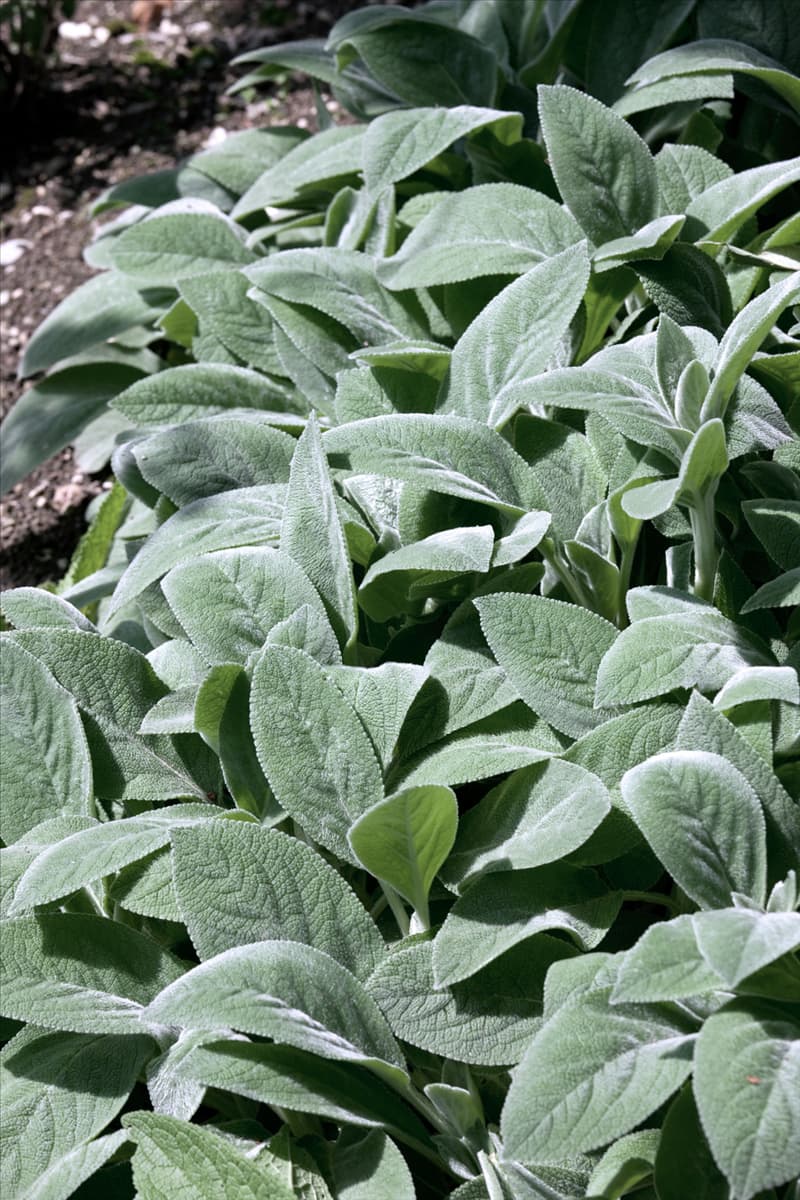 Stachys byzantina Cotton Ball