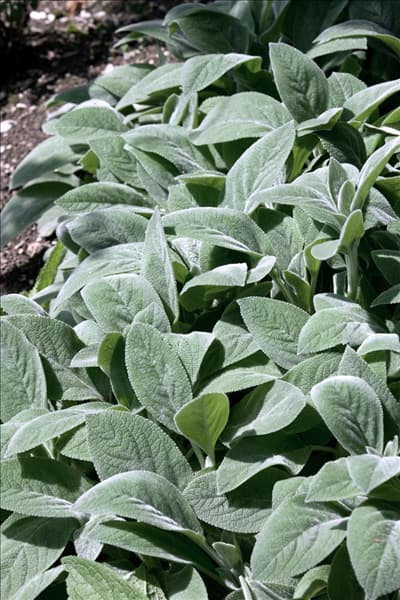 Stachys byzantina Cotton Ball