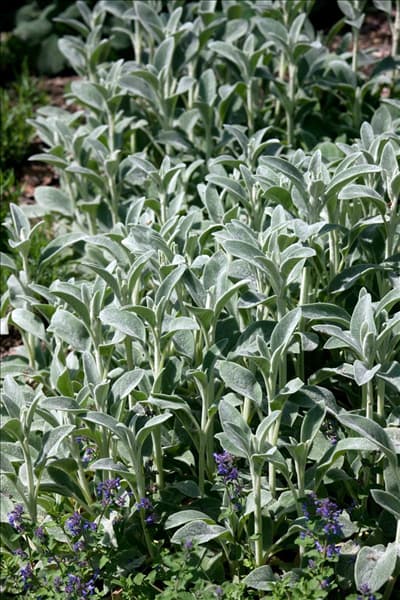 Stachys byzantina Cotton Ball