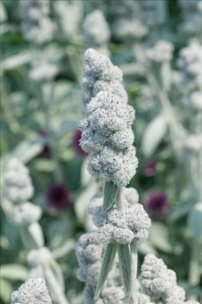 Stachys byzantina Cotton Ball