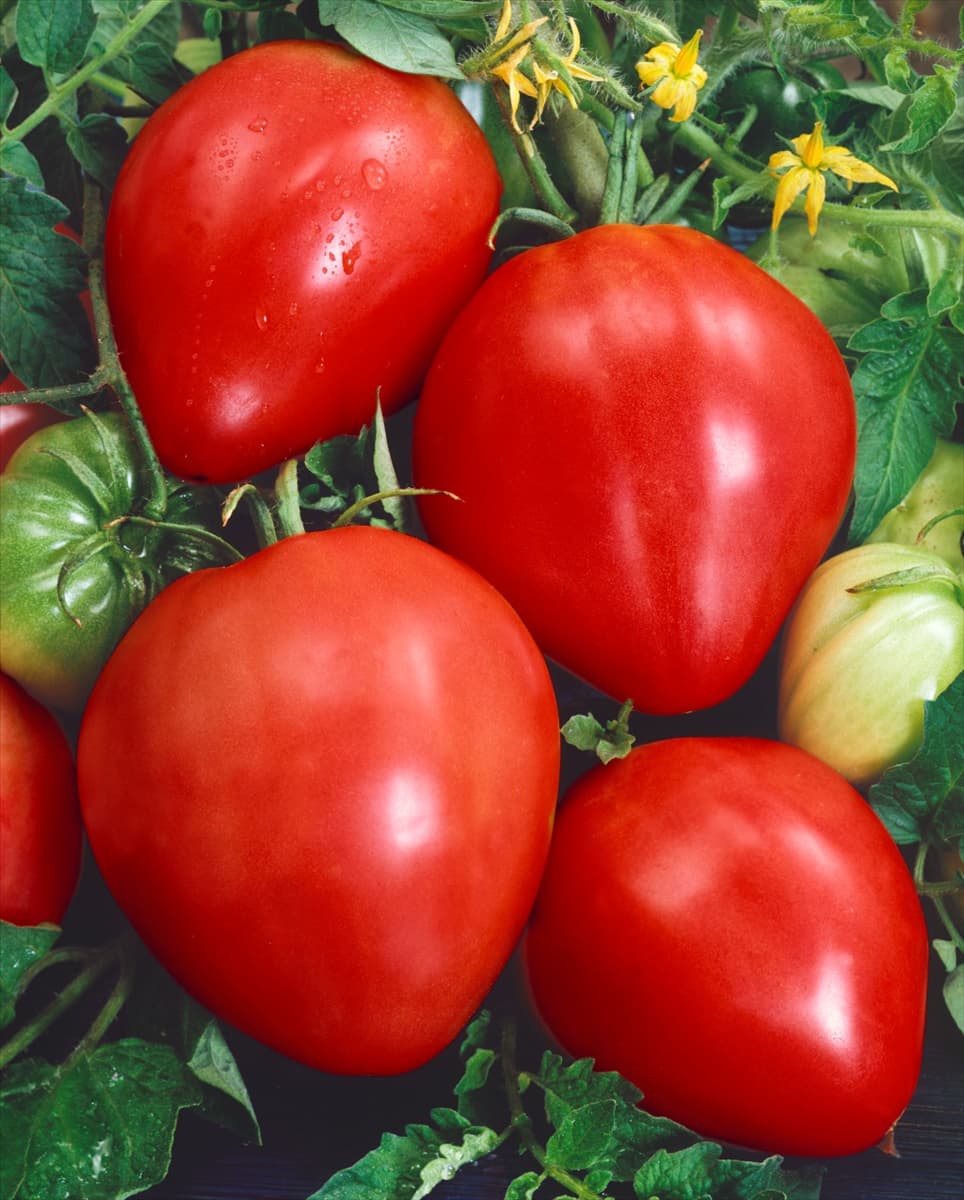 Lycopersicon esculentum var. esculentum Coeur de Boeuf
