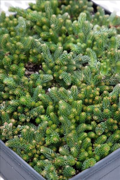 Sedum Chocolate Ball