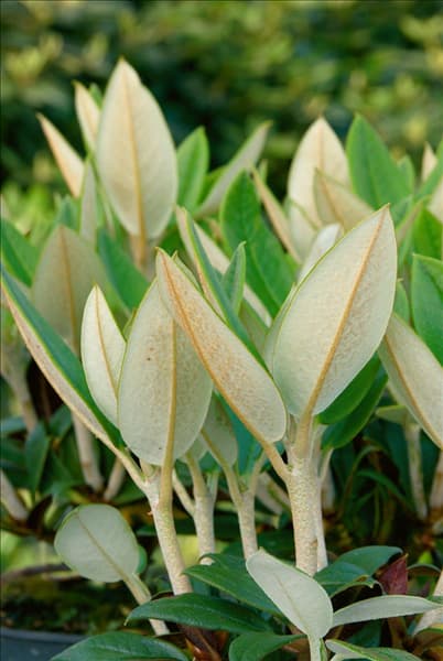 Rhododendron taliense Honigduft