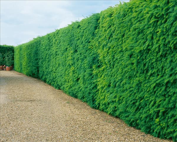 Pseudotsuga menziesii var. menziesii