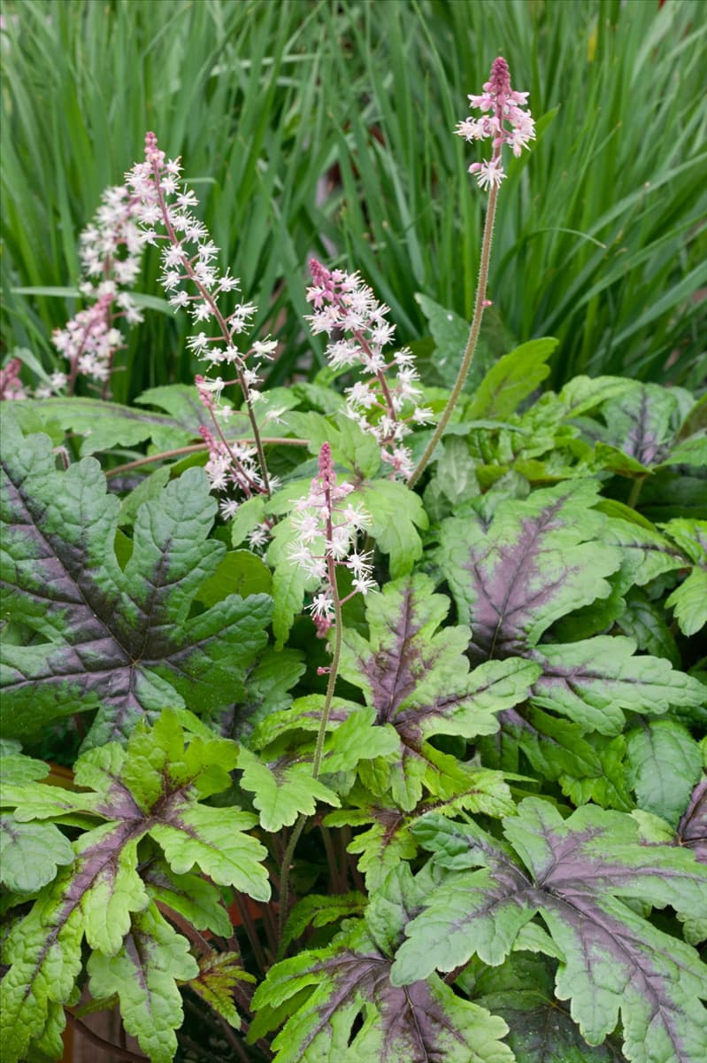 Tiarella Sugar and Spice
