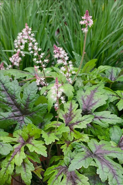 Tiarella Sugar and Spice