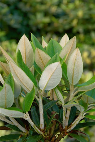 Rhododendron taliense Honigduft