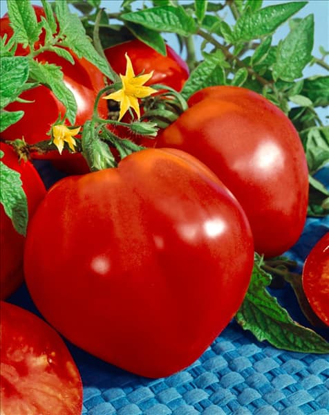 Tomaten COEUR DE BOEUF