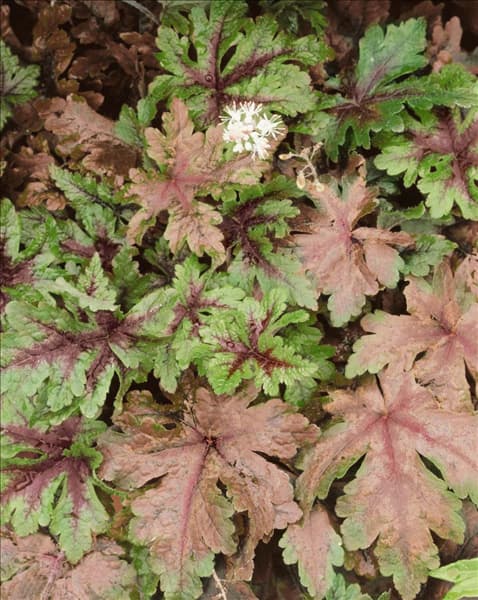 Tiarella Sugar and Spice