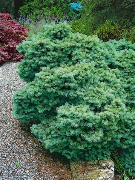 PSEUDOTSUGA menziesii Densa
