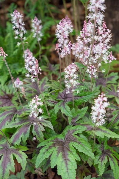 Tiarella Sugar and Spice