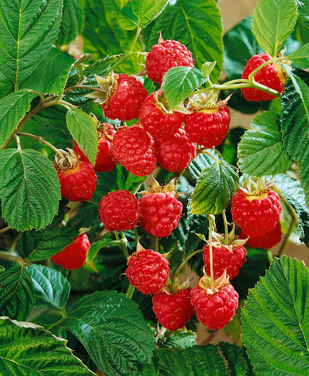 Rubus idaeus Meeker type