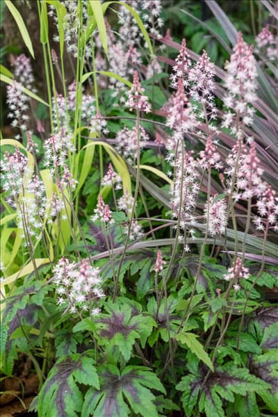 Tiarella Sugar and Spice