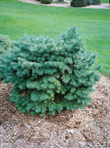 Pseudotsuga menziesii Pumila