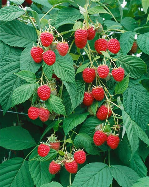 Rubus idaeus Meeker