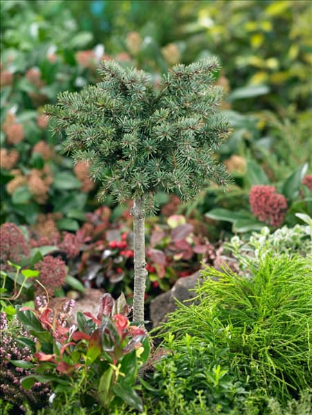 Pseudotsuga menziesii Dandy Doug
