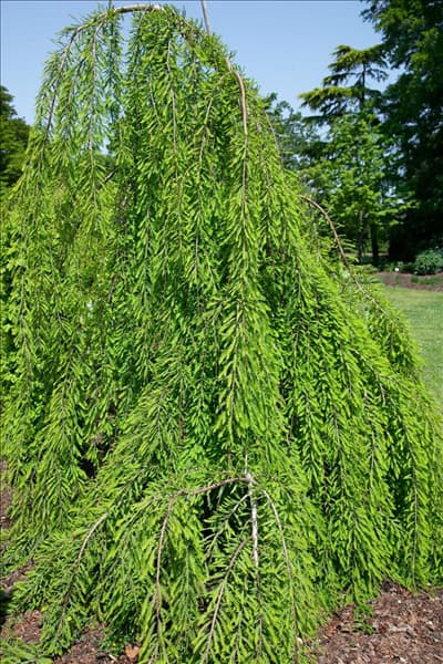 Taxodium distichum Cascade Falls