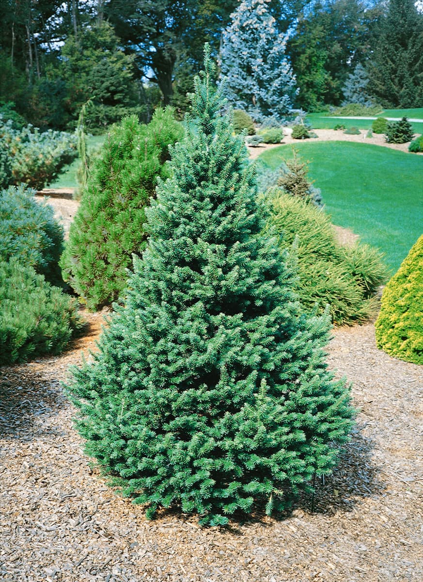 Pseudotsuga menziesii Enviromentes