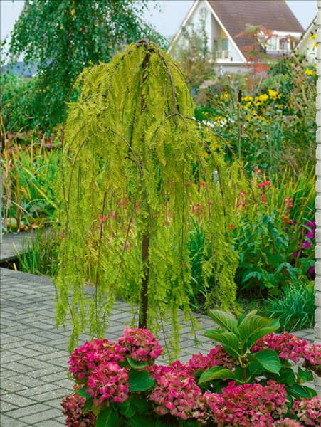 Taxodium distichum Cascade Falls