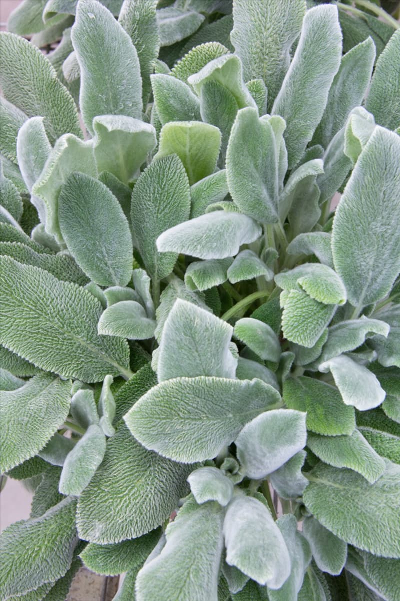 Stachys byzantina Silver Carpet