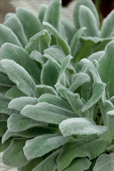 Stachys byzantina Silver Carpet