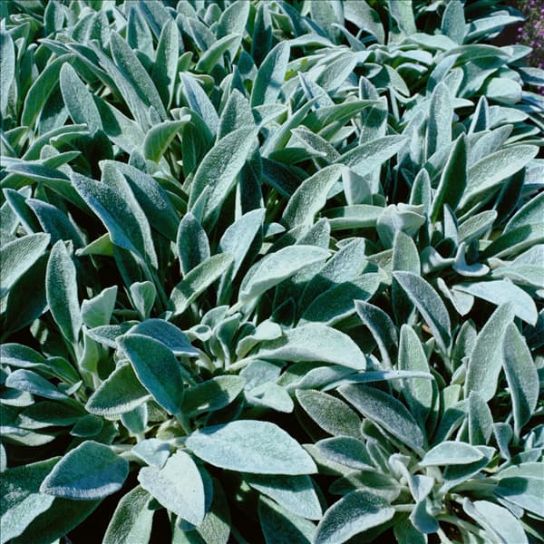 Stachys byzantina Silver Carpet