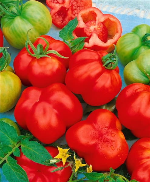 Tomate / Lycopersicon esculentum HK 5