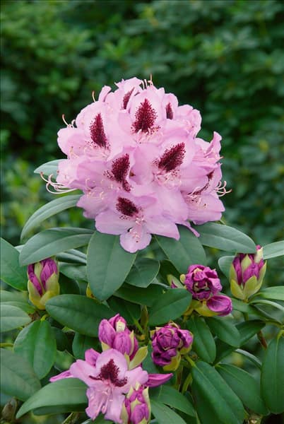 Rhododendron Humboldt