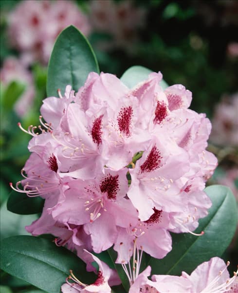 RHODODENDRON HUMBOLDT