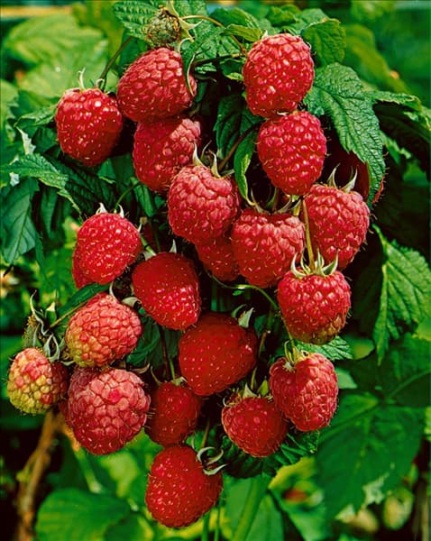 Rubus idaeus