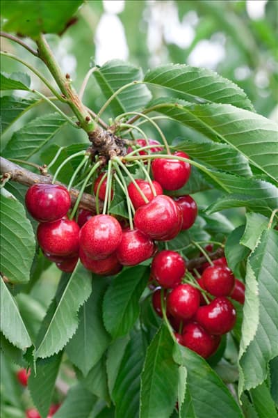 Prunus avium Lapins