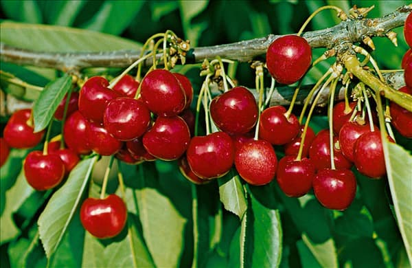 Prunus avium Lapins