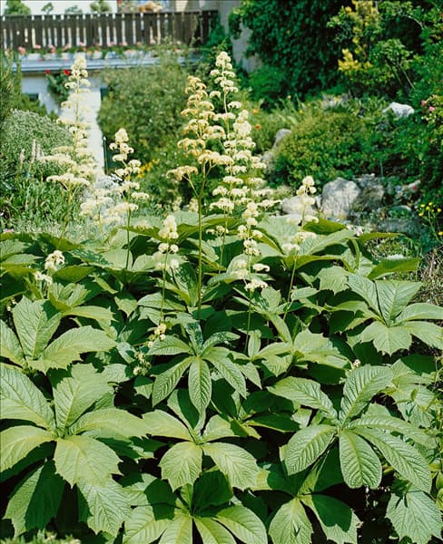 Rodgersia pinnata