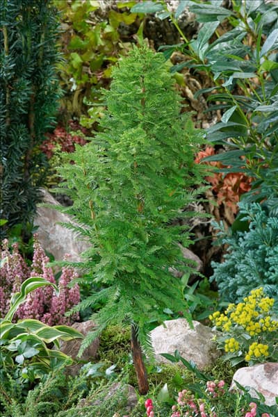 Taxodium distichum Peve Minaret