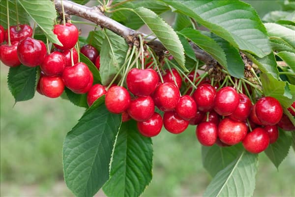 Prunus avium Lapins