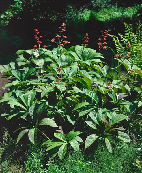 Rodgersia pinnata