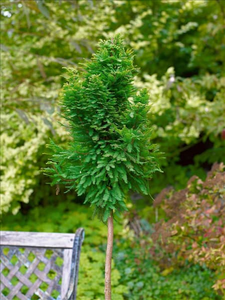 Taxodium distichum Peve Minaret