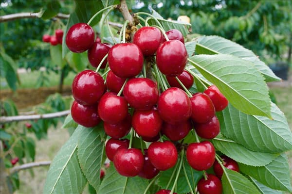 Prunus avium Lapins