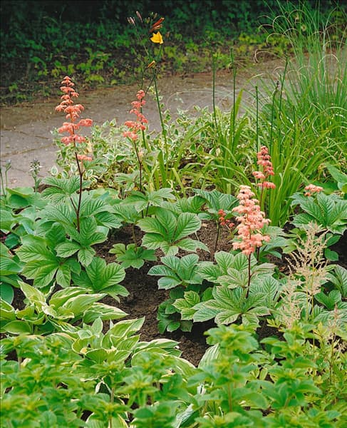 Rodgersia pinnata