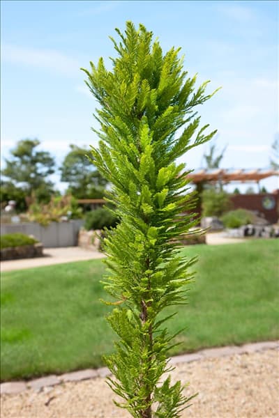 Taxodium distichum PeVe Minarett
