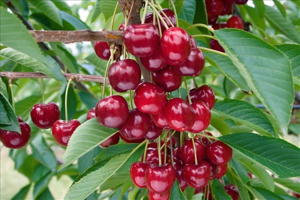 Prunus avium Lapins